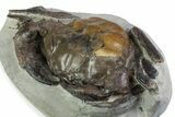 Spectacular Fossil Crab (Pulalius) - Washington State #375374-1